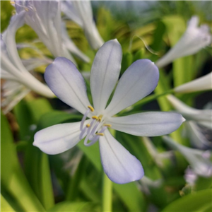 Agapanthus 'Phantom'